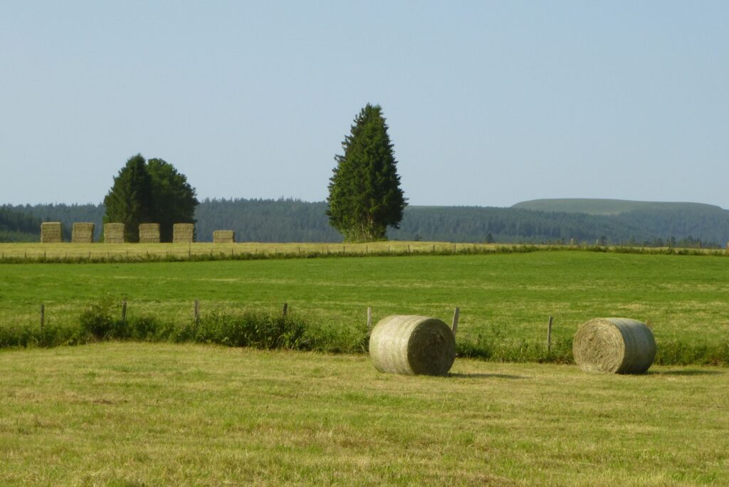 Rouleaux de printemps